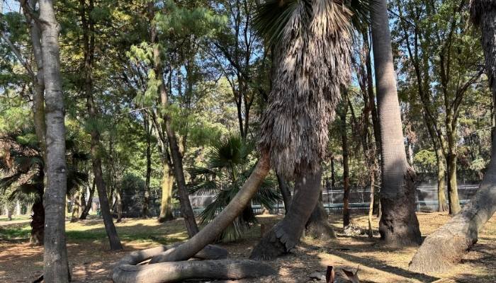 ¿A dónde vamos_ Viveros de Coyoacán (2)