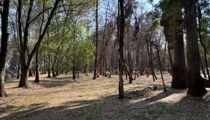 ¿A dónde vamos_ Viveros de Coyoacán (8)