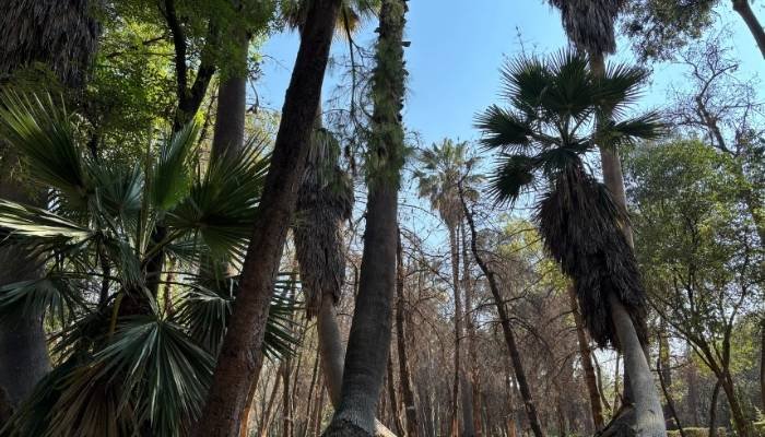 ¿A dónde vamos_ Viveros de Coyoacán