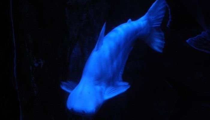 ¿A dónde vamos_ Aquarium del Puerto de Veracruz (10)