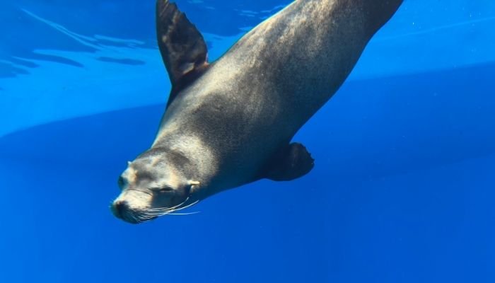 ¿A dónde vamos_ Aquarium del Puerto de Veracruz (3)