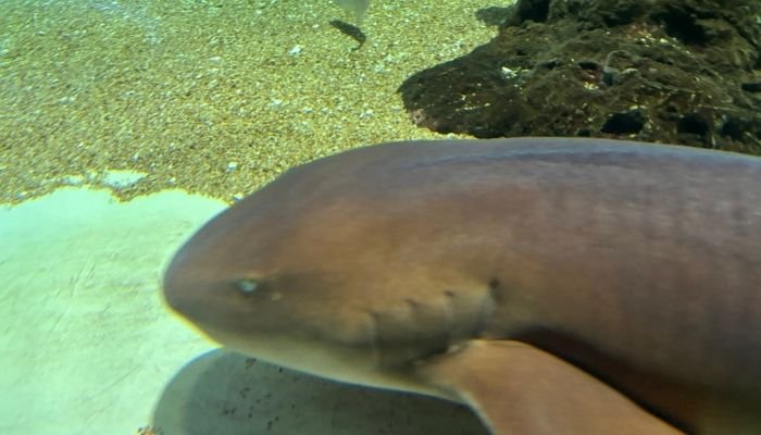 ¿A dónde vamos_ Aquarium del Puerto de Veracruz (4)