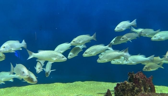 ¿A dónde vamos_ Aquarium del Puerto de Veracruz (6)