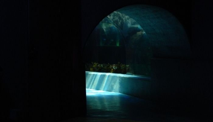 ¿A dónde vamos_ Aquarium del Puerto de Veracruz (8)