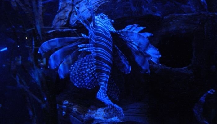 ¿A dónde vamos_ Aquarium del Puerto de Veracruz (9)