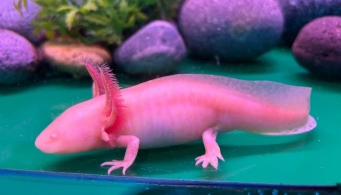 ¿A dónde vamos_ Aquarium del Puerto de Veracruz