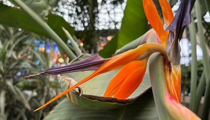 ¿A dónde vamos_ Cosmovitral de Toluca (6)