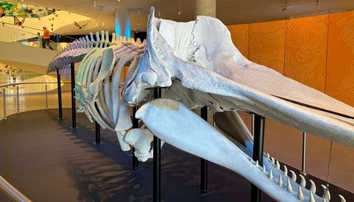 ¿A dónde vamos_ Museo Universitario Arte Contemporáneo (MUAC) (5)