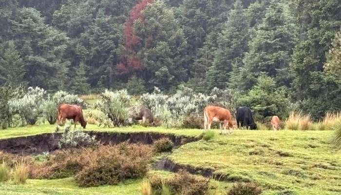 ¿A dónde vamos_ Parque Ejidal San Nicolás Totolapan (6)