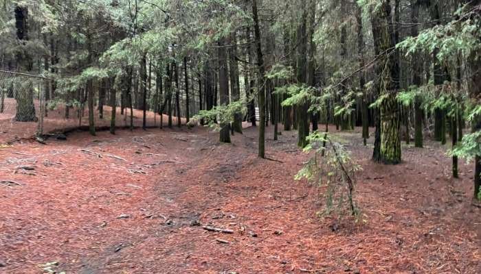 ¿A dónde vamos_ Parque Ejidal San Nicolás Totolapan (7)