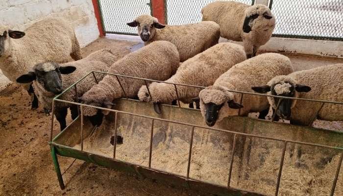 ¿A dónde vamos_ Parque Ejidal San Nicolás Totolapan (8)