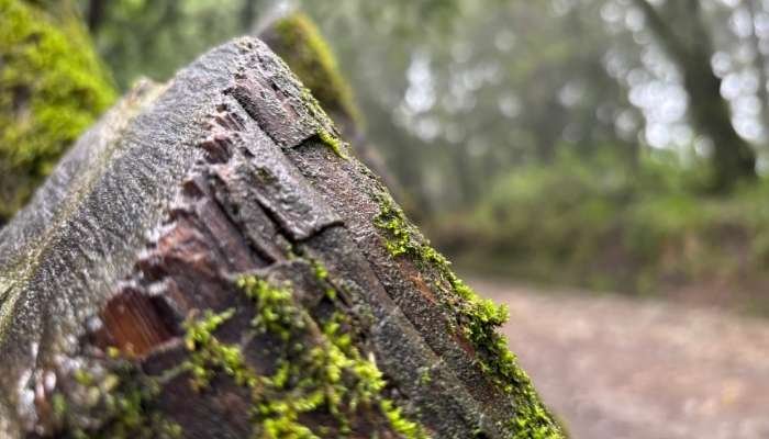 ¿A dónde vamos_ Parque Ejidal San Nicolás Totolapan (9)
